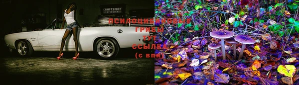 прущие грибы Алзамай